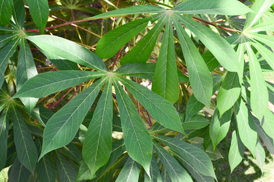 Manihot esculenta